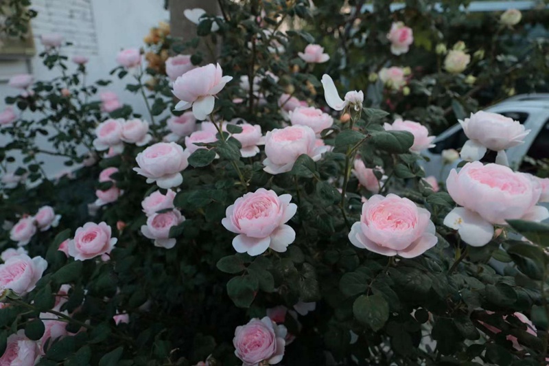 1710119724332764.jpg 瑞典女王月季花四季开花
