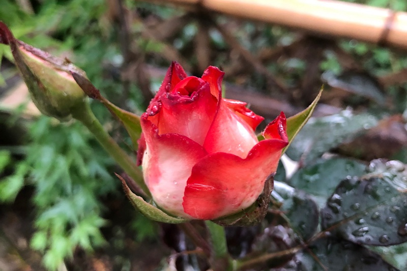 1710290100730630.jpg 切花胭脂扣的花大吗