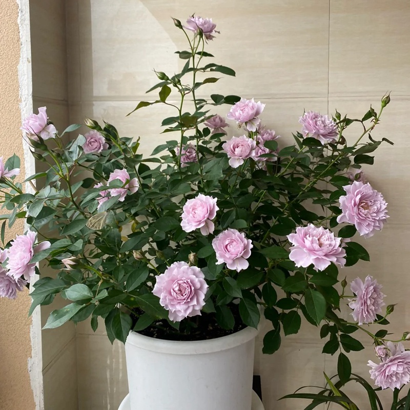 1710836203396511.jpg 幻紫蜻蜓霁色三款蓝紫色月季对比