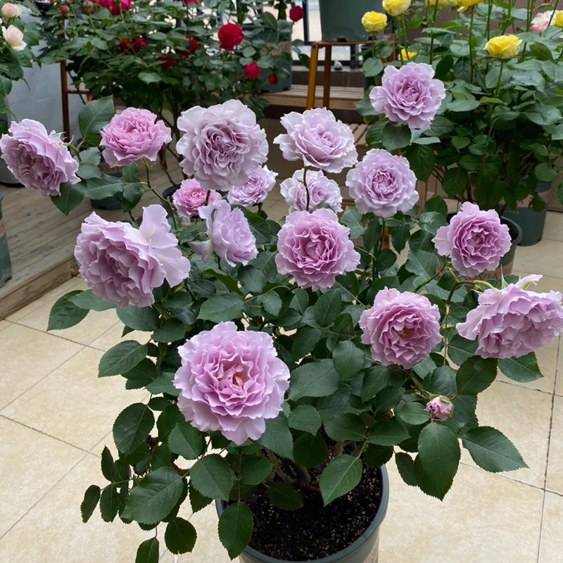 1710836203655590.jpg 幻紫蜻蜓霁色三款蓝紫色月季对比