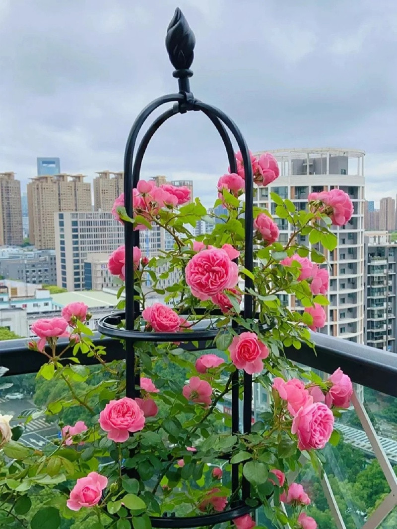 1710918768318362.jpg 盆栽爬藤月季怎么做花柱(藤本月季花柱打造指南)