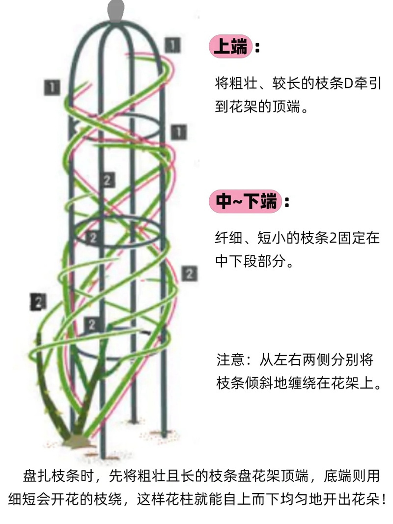 1710918768826365.jpg 盆栽爬藤月季怎么做花柱(藤本月季花柱打造指南)
