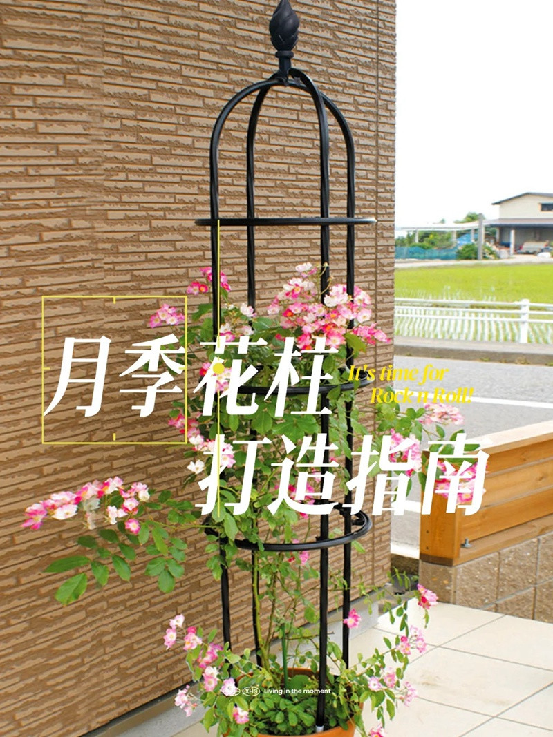 1710918768867013.jpg 盆栽爬藤月季怎么做花柱(藤本月季花柱打造指南)
