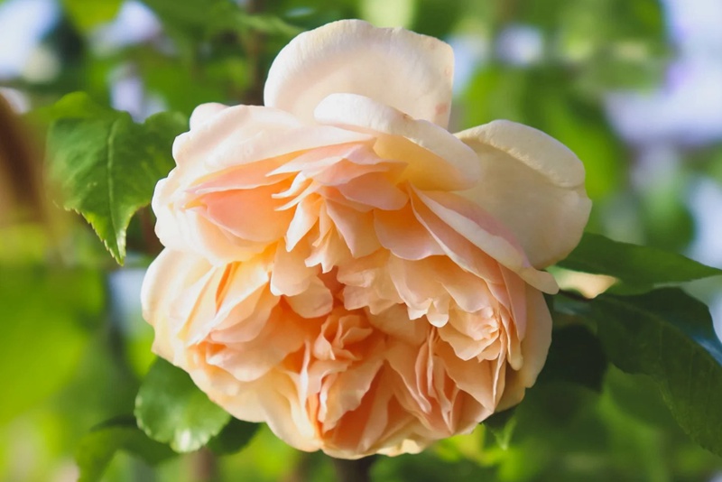 1710983501511665.jpg 黄铜芙蓉Jaune Desprez