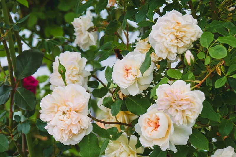1710983502236279.jpg 黄铜芙蓉Jaune Desprez