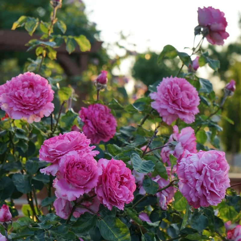 藤本伊芙伯爵 藤本伊芙伯爵