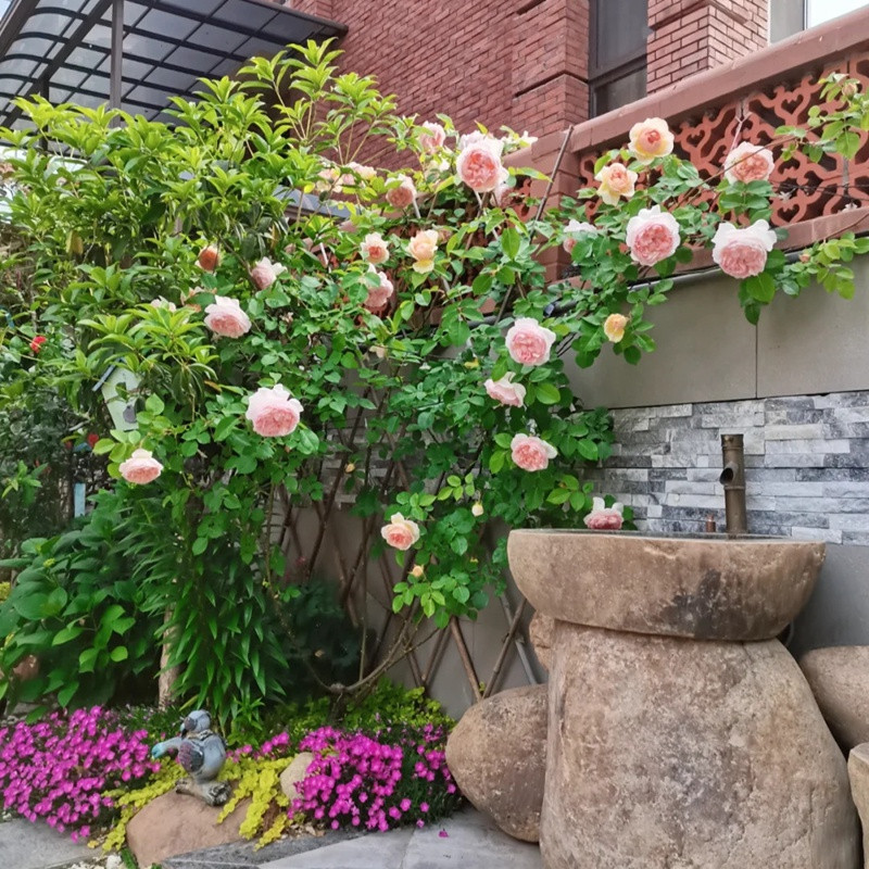 1710989388924719.jpg 依芙琳(Evelyn)