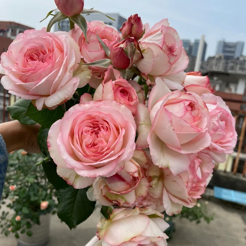 1710993155189942.jpg 乔伊斯Joyce