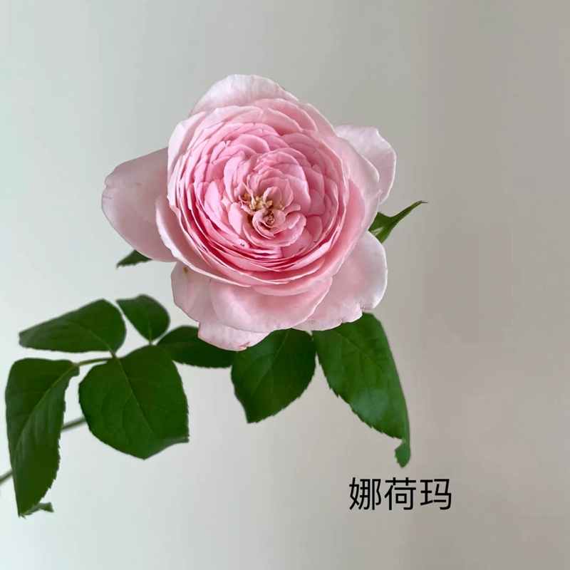 1711008016992854.jpg 娜荷玛/娜河马(Nahéma)