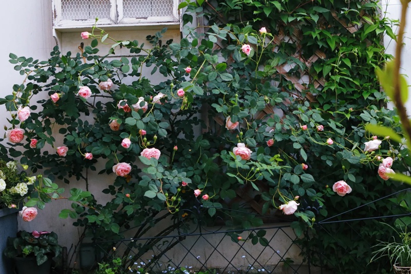1711074932863659.jpg 威廉莫里斯(William Morris)