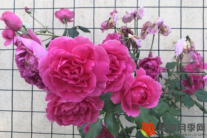 1711586267472740.jpg
