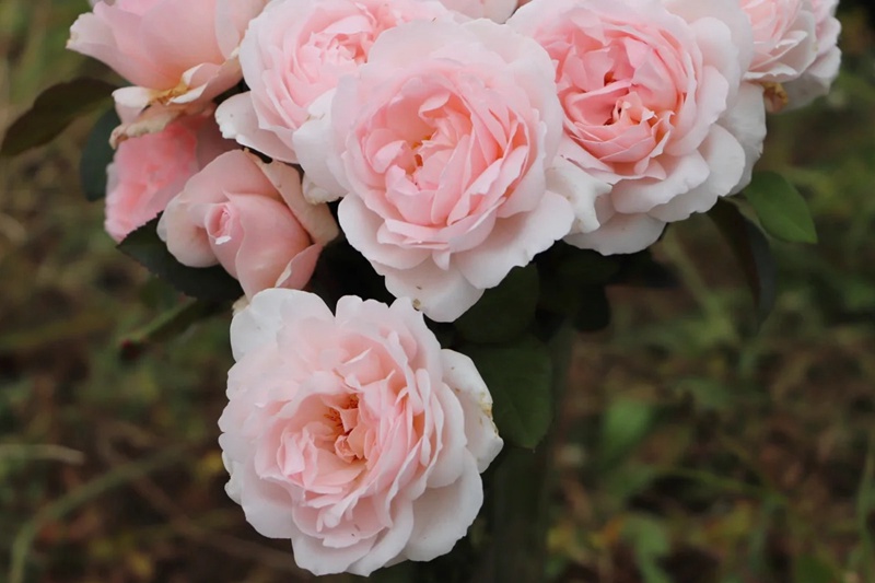 伊芙心愿 伊芙心愿