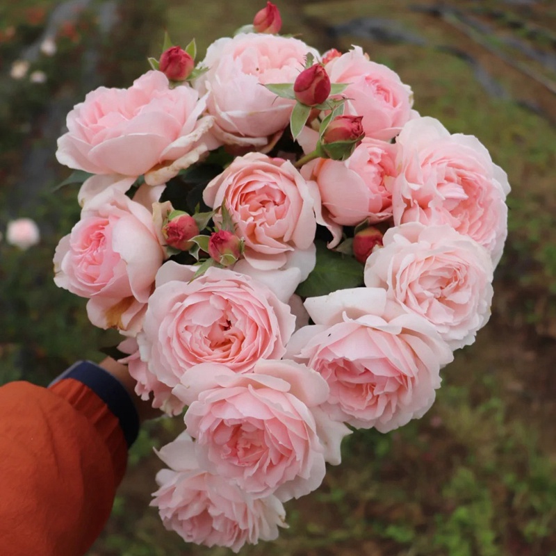 伊芙心愿 伊芙心愿