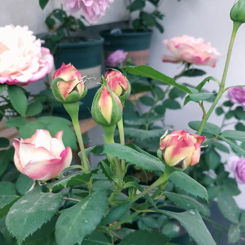 1711677815326609.jpg 伊芙古典香水