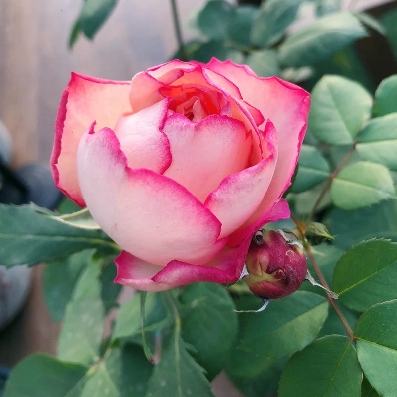 伊芙古典香水 伊芙古典香水