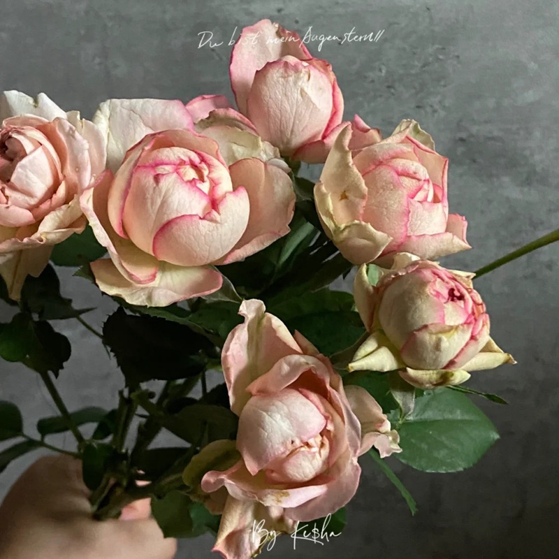 1711677815670366.jpg 伊芙古典香水
