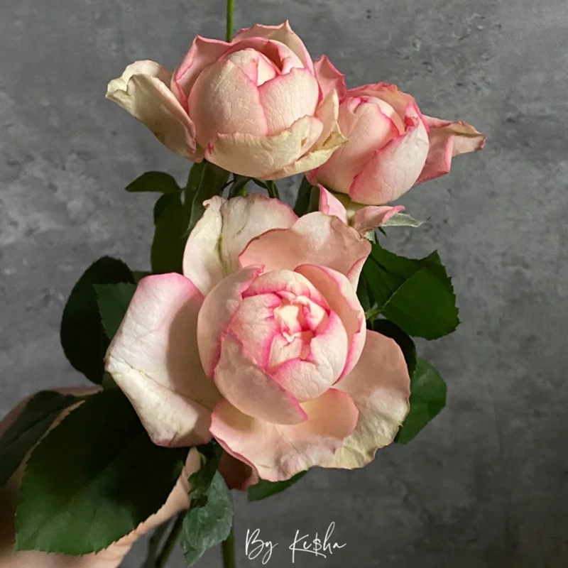 1711677815933210.jpg 伊芙古典香水