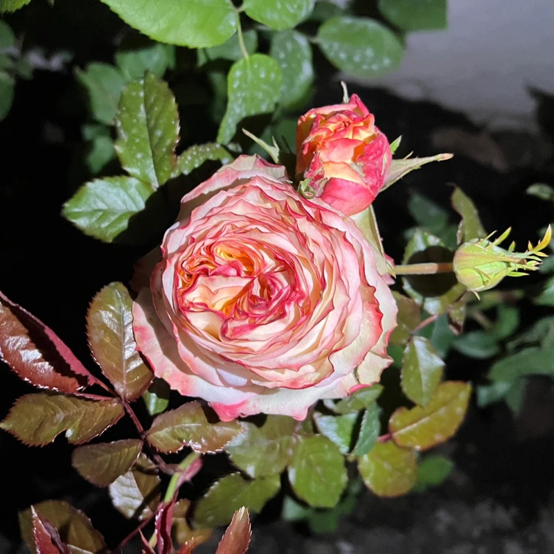 1711681285191445.jpg 菲拉