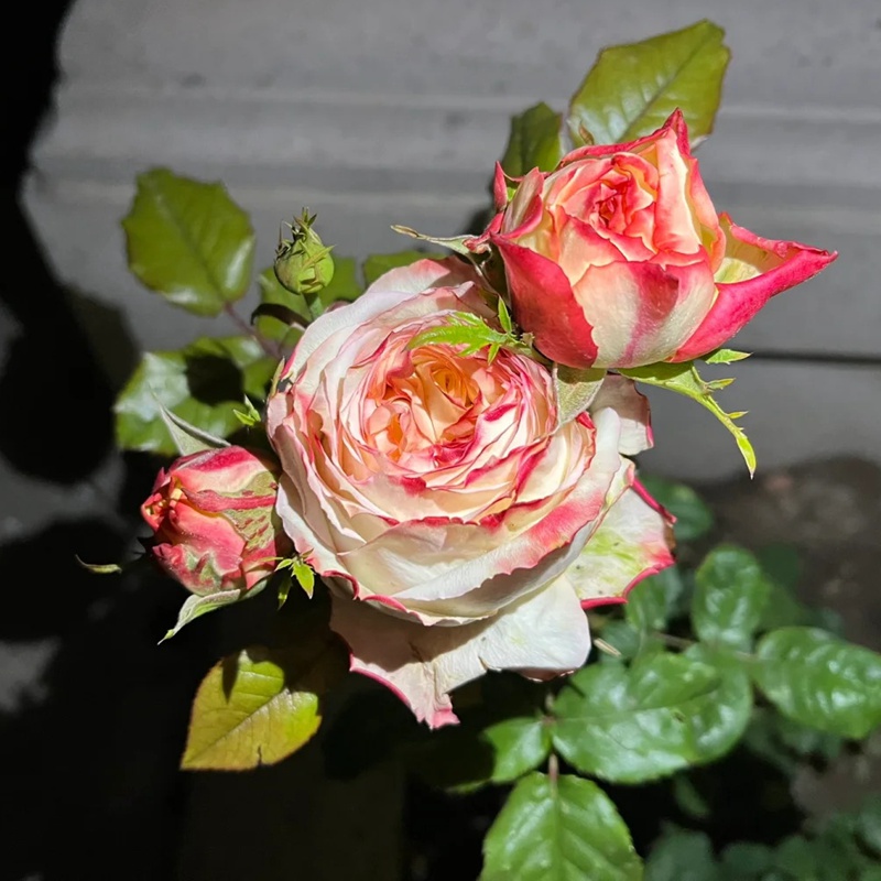 1711681285295115.jpg 菲拉