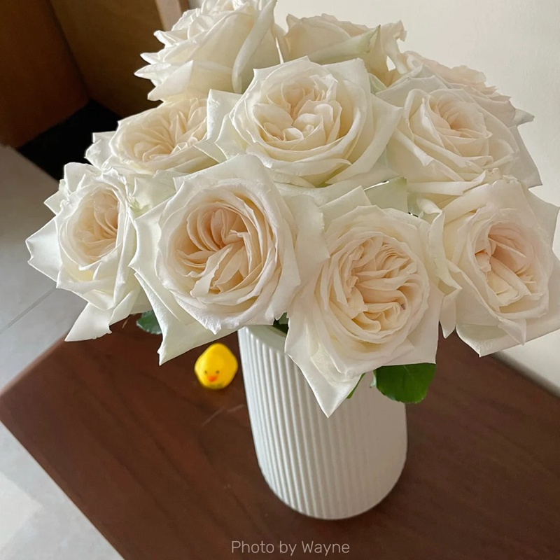 1711780902460096.jpg 珍妮莫罗