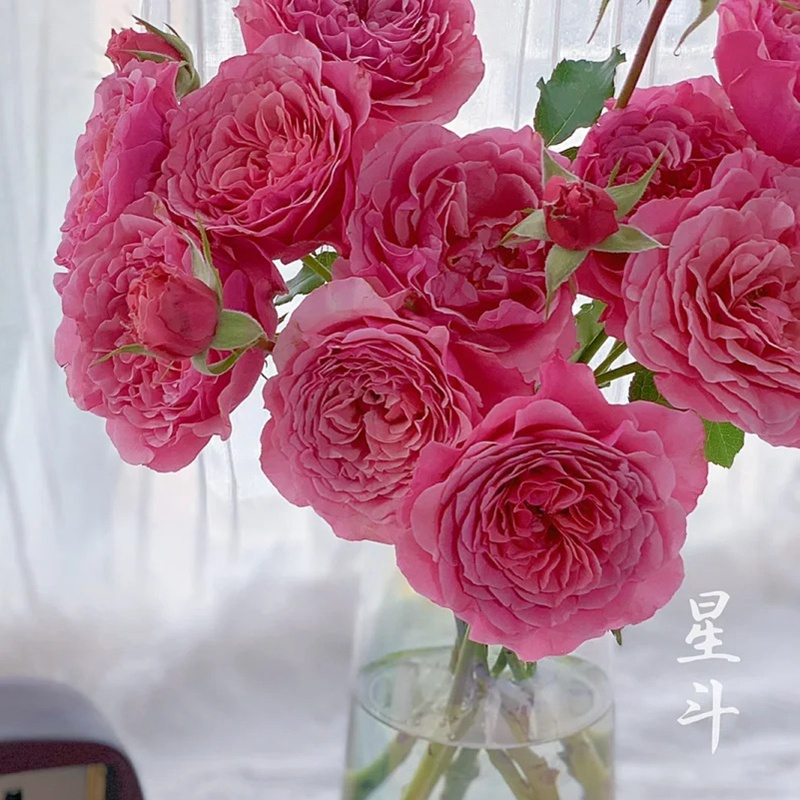 1712469741364821.jpg 惑星/星斗 L'Etoile