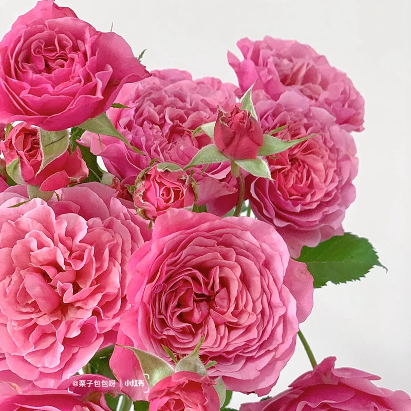 1712469741429561.jpg 惑星/星斗 L'Etoile