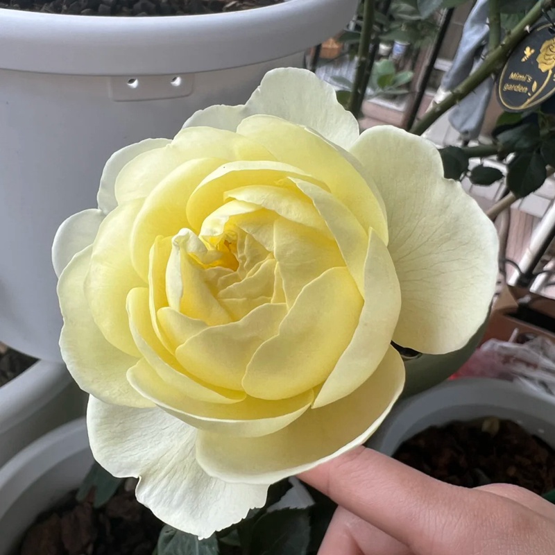 黄鹂鸟