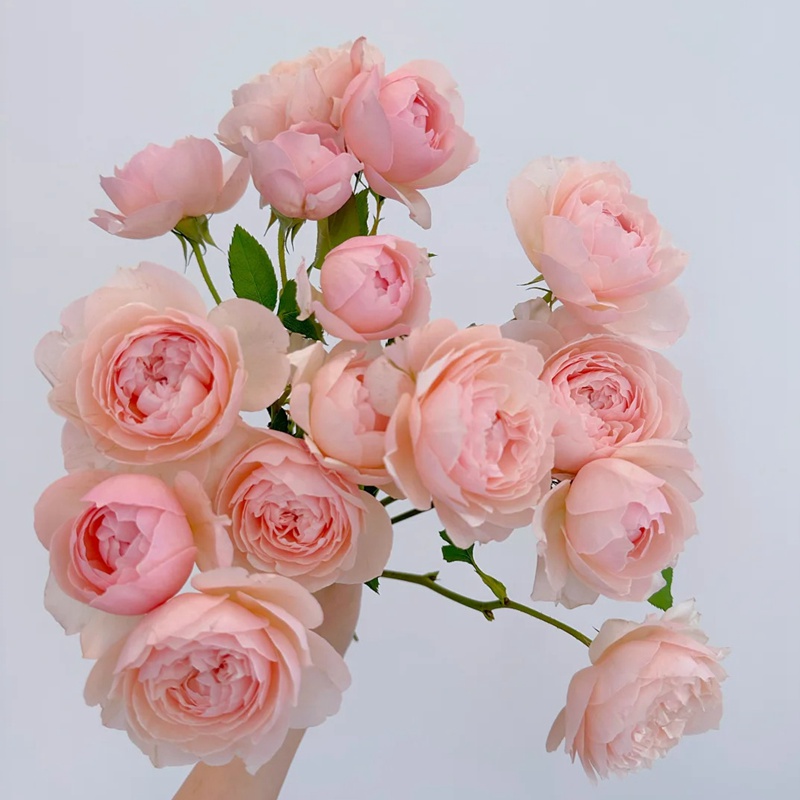 1712648174200196.jpg 粉妍月季的花有多大