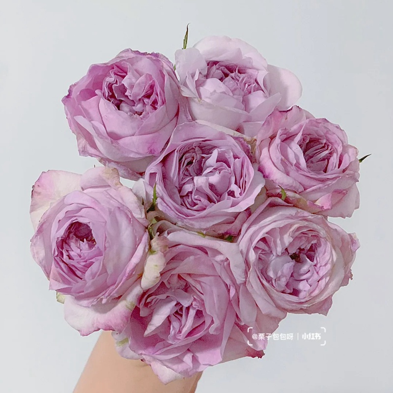 1712648510426516.jpg 广藿香patchouli