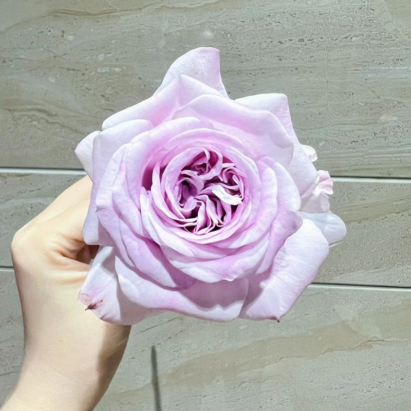 1712648511166022.jpg 广藿香patchouli