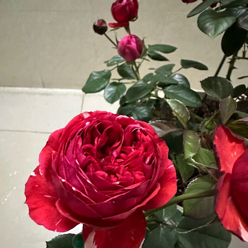 1713164516417004.jpg 玫瑰浆果Mix berry