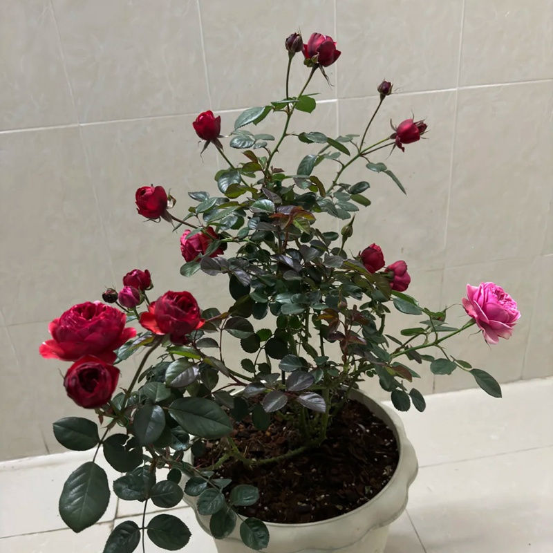 1713164516498170.jpg 玫瑰浆果Mix berry
