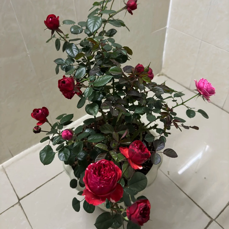 1713164516994396.jpg 玫瑰浆果Mix berry