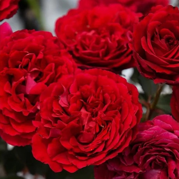 1713406369473487.jpg 金雀花王朝 Plantagenet