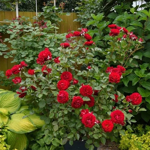 1713406369514633.jpg 金雀花王朝 Plantagenet