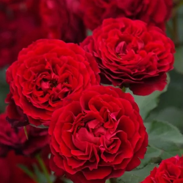 1713406369592905.jpg 金雀花王朝 Plantagenet