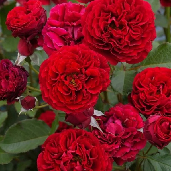 1713406369761013.jpg 金雀花王朝 Plantagenet