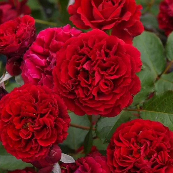 1713406369842354.jpg 金雀花王朝 Plantagenet