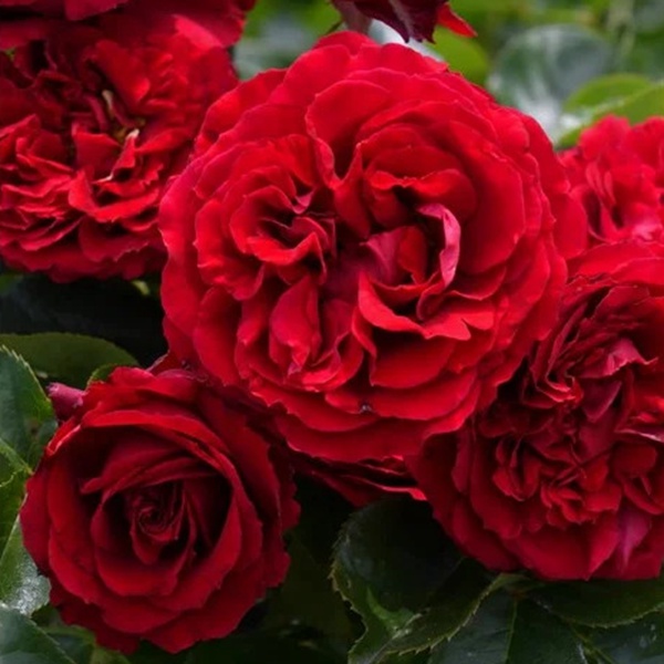 1713406369900689.jpg 金雀花王朝 Plantagenet