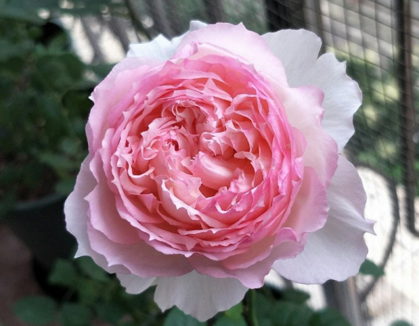 1713743710248155.png 佩尔朱克月季长势好不好,容易种植吗?