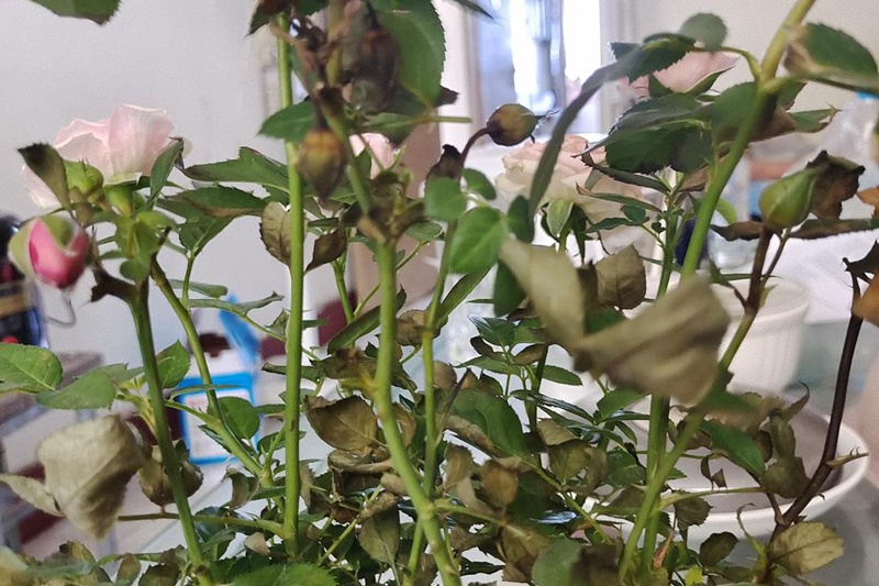 1714890274804140.jpg 为什么有的月季花苞会枯萎呢