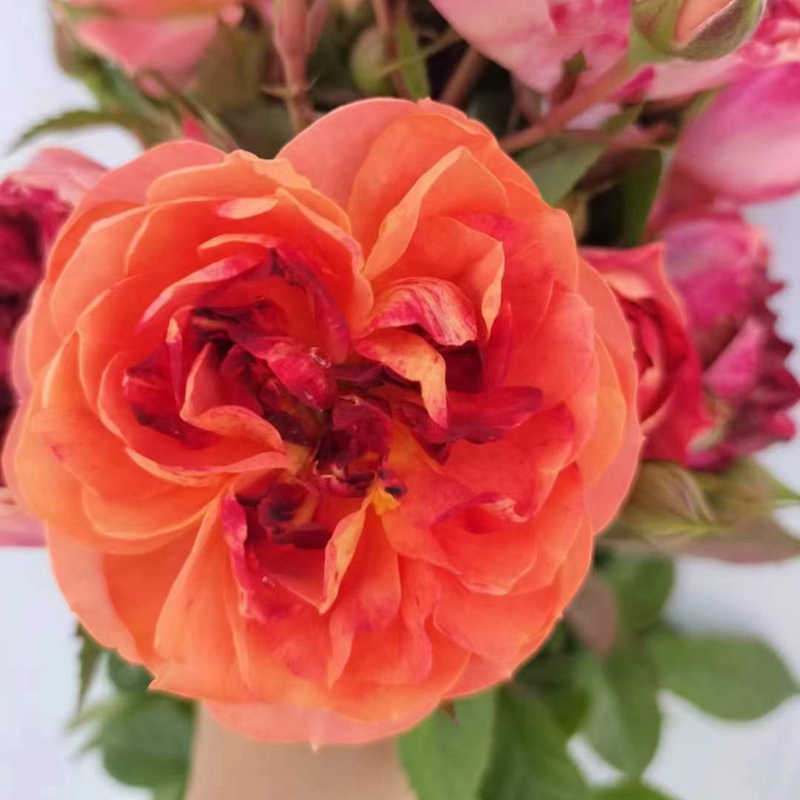 1715244716965644.jpg 火莲果汁 Fire lotus Juicy Terrazza