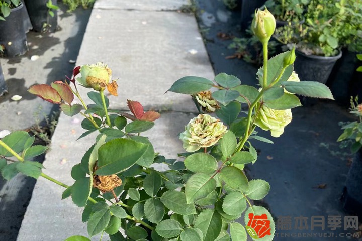 1715581027514663.jpg 月季僵苗怎么处理