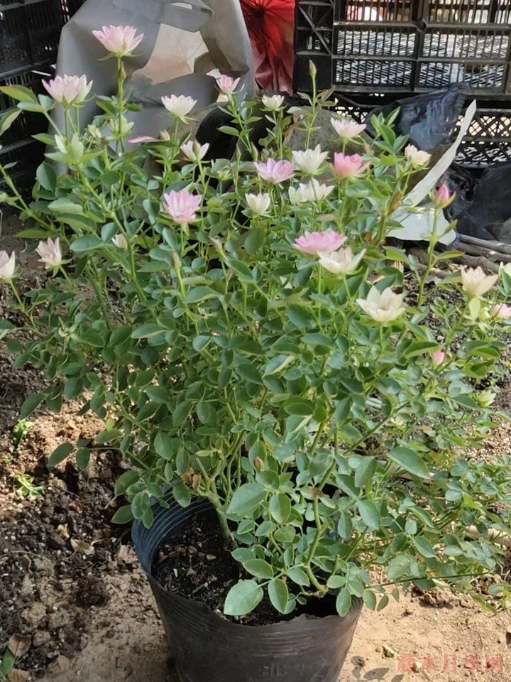 1715732252353785.jpg 天荷繁星月季花一年开几次花