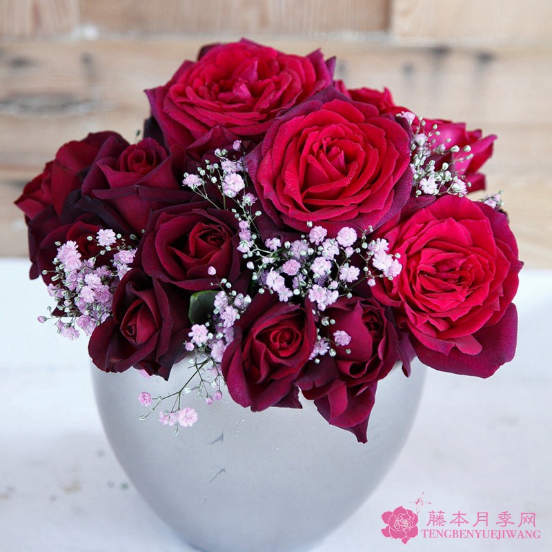 1715734976571122.jpg 抗病性最强的月季品种