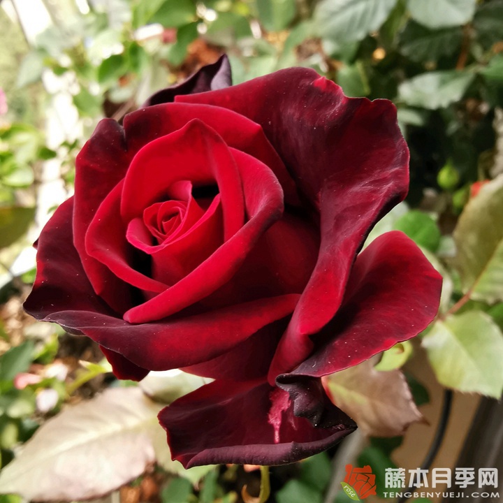 1715815575571336.jpg 黑巴克和黑金月季有什么区别