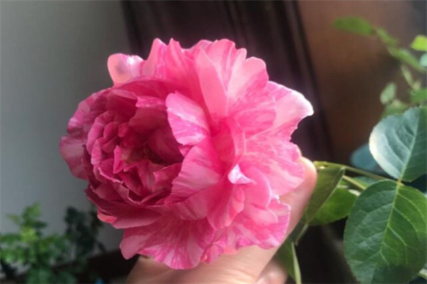 1715903656879763.jpg 伊芙飞溅好养吗?