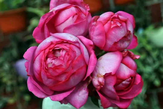 1715906000955241.jpg 最值得入手的伊芙品种