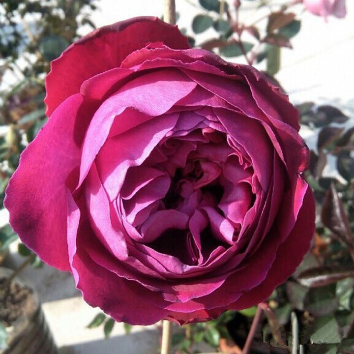 1715989870215182.jpg 芳香花园月季值得入手吗