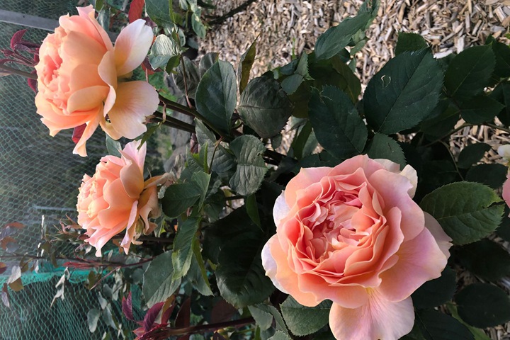 1716166926399742.jpg 铜管乐队月季花值不值得入手